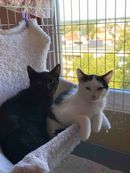 Holice Karlík a Olík.jpg